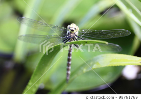 Dragonfly (Odonata) Dragonfly (Odonata) 98761769