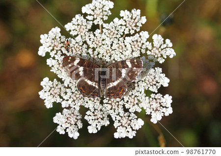 Map Butterfly   (Araschnia levana) 98761770