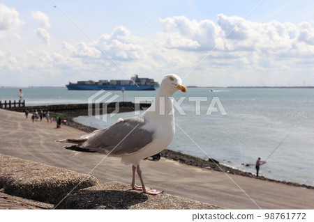 gull  (Larus argentatus) 98761772