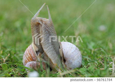 Vineyard snail (Helix pomatia) 98761784