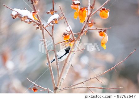 [野鳥] 來吃柿子的山雀 98762647