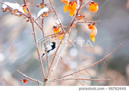 [野鳥] 來吃柿子的山雀 98762648