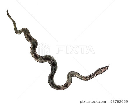 Python isolated on white background Python isolated on white background 98762669
