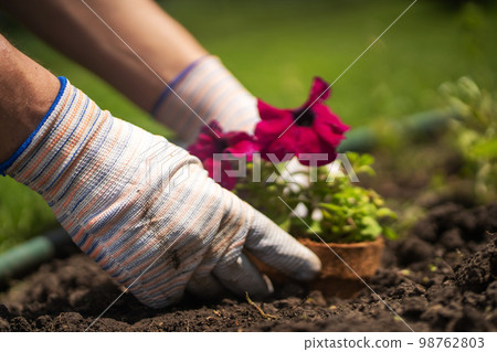 Gardener with hands in gloves cultivates plants. Gardener with hands in gloves cultivates plants. 98762803