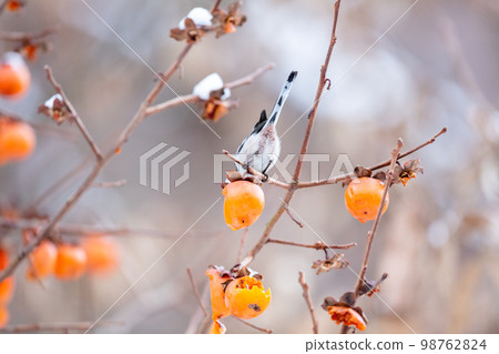 【野鳥】來吃柿子的長尾山雀 98762824