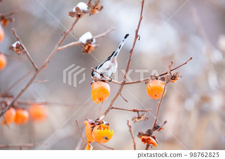 【野鳥】來吃柿子的長尾山雀 【野鳥】來吃柿子的長尾山雀 98762825
