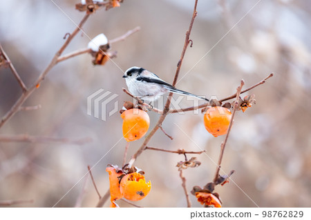 [Wild bird] Long-tailed tit that came to eat persimmons 98762829