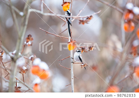 【野鳥】來吃柿子的長尾山雀 98762833