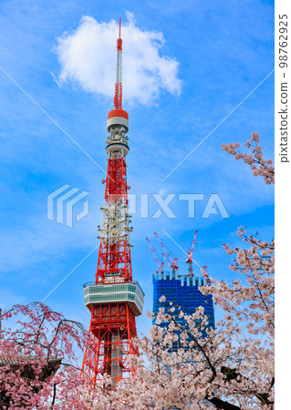 Tokyo Minato Ward Tokyo Tower and cherry blossoms in full bloom 98762925