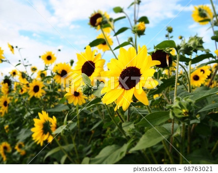 Sunflower field and blue sky 98763021