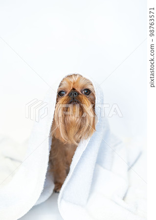 cute dog brussels griffon with white towel close up on white background 98763571