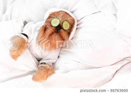 dog red brussels griffon, rested from spa treatments on the face with cucumber, covered with a blanket, in a bathrobe 98763600