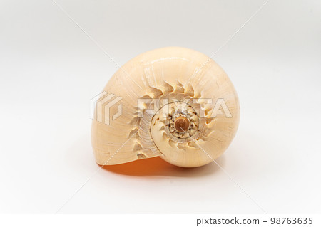 Nautilus shell section isolated on white background 98763635
