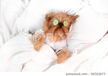 Brussels Griffon dog breed lies on the bed, on the face with a cucumber Brussels Griffon dog breed lies on the bed, on the face with a cucumber 98763677