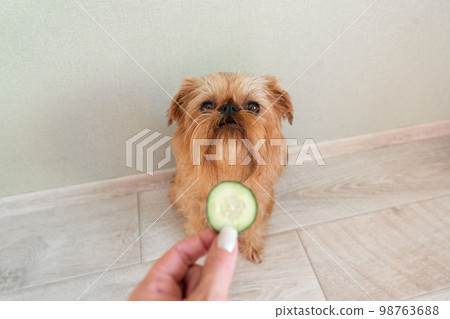 The owner feeds the Brussels Griffon dog with a cucumber The owner feeds the Brussels Griffon dog with a cucumber 98763688