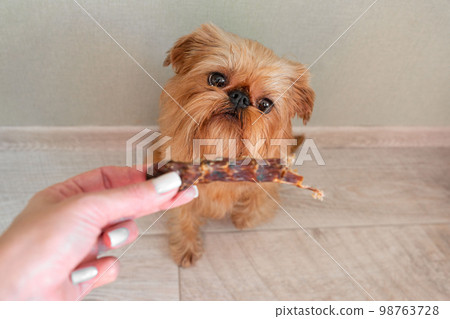 The Brussels Griffon dog gets a dry duck neck. Treats for dogs close-up. The owner presents an award for dog training. 98763728