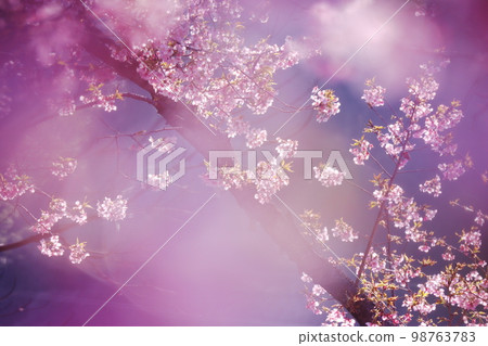 White hazy cherry blossom scenery 98763783