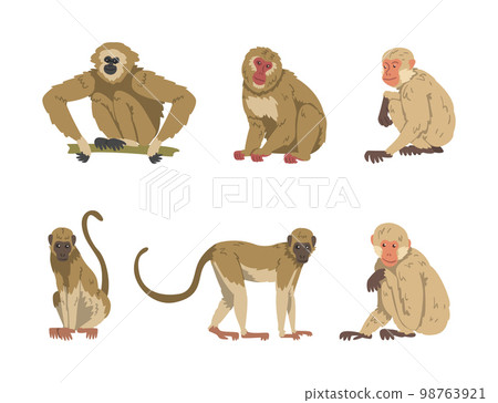 Monkey as Arboreal Primate and Simian Mammal Vector Set 98763921