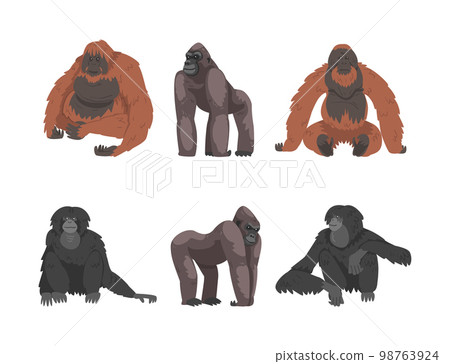 Monkey as Arboreal Primate and Simian Mammal Vector Set 98763924