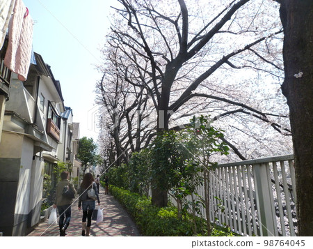 Waseda, row of cherry trees along the Kanda River 98764045
