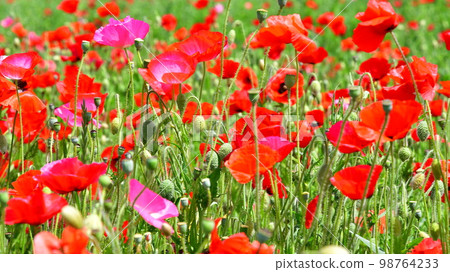 Pansy Pansy 98764233