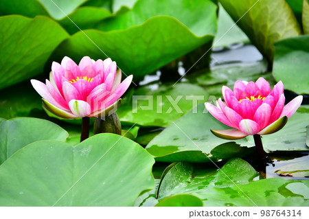 Water lily 98764314