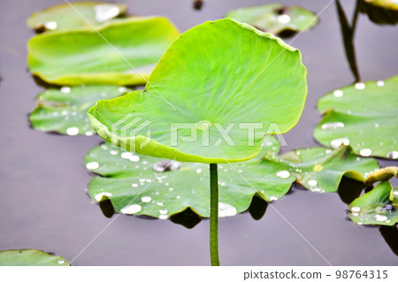 Water lily 98764315