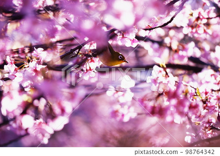 Shining cherry blossoms and cute white-eye 98764342
