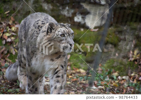 Snow leopard 98764433