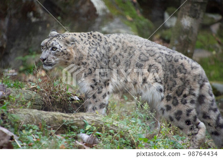 Snow leopard 98764434