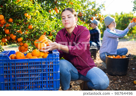 Positive female farmer picking carefully mandarins on plantation Positive female farmer picking carefully mandarins on plantation 98764496