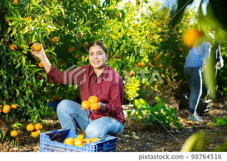 Hardworking farmer girl plucks ripe tangerines Hardworking farmer girl plucks ripe tangerines 98764516