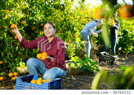 Hardworking farmer girl plucks ripe tangerines Hardworking farmer girl plucks ripe tangerines 98764532