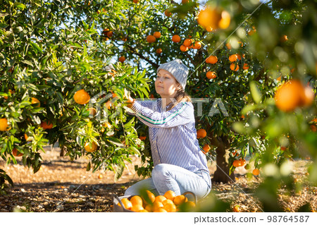 Young woman farmer plucks tangerines, putting fruit in a busket Young woman farmer plucks tangerines, putting fruit in a busket 98764587