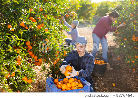 Three farmers pluck tangerines from trees and put the harvest in buckets and crates 98764643