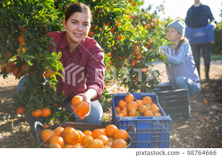 Portrait of smiling woman harvesting tangerines on organic plantation Portrait of smiling woman harvesting tangerines on organic plantation 98764666