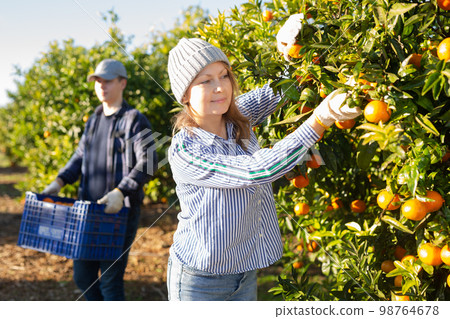 Concentrated farmer girl plucks tangerines from a tree Concentrated farmer girl plucks tangerines from a tree 98764678