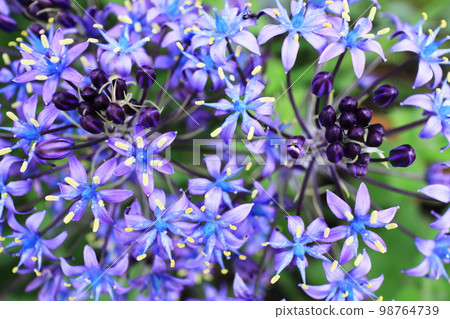 Close-up of Syrah Verviana Close-up of Syrah Verviana 98764739