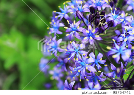Beautiful purple scilla verbiana flower Beautiful purple scilla verbiana flower 98764741