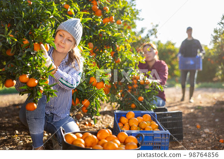 Portrait of successful woman farmer near mandarin tree gathering local organic tangerines in garden during harvest Portrait of successful woman farmer near mandarin tree gathering local organic tangerines in garden during harvest 98764856