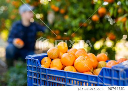 Farmer guy plucks tangerines, putting fruit in a crate Farmer guy plucks tangerines, putting fruit in a crate 98764861