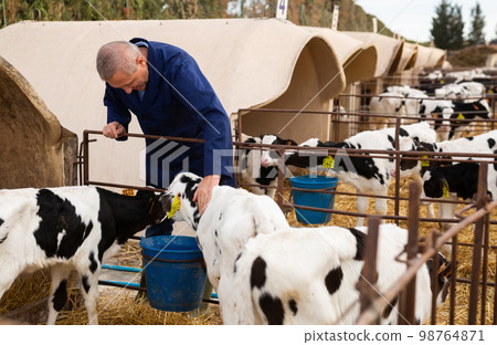 Smiling elderly man cow farmer petting calves in open stall 98764871