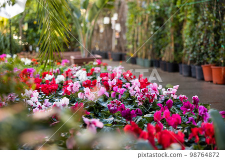 Blooming Cyclamen persicum bushes in pots for sale in hothouse Blooming Cyclamen persicum bushes in pots for sale in hothouse 98764872