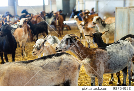 Herd of goats with ear tags inside of shed with hay in autumn, dairy and meat production concept Herd of goats with ear tags inside of shed with hay in autumn, dairy and meat production concept 98764938