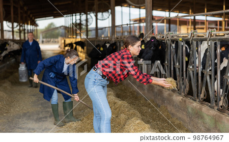 Young female farmer hand feeding cattle with haylage in cowshed Young female farmer hand feeding cattle with haylage in cowshed 98764967