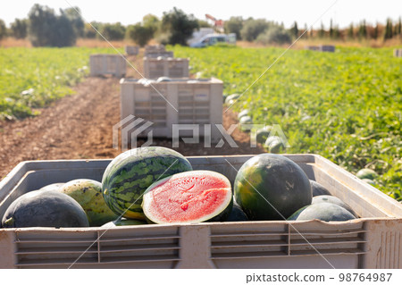 Crate with harvest of watermelons on farm field in summer 98764987