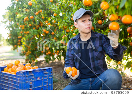 Farmer guy plucks tangerines, putting fruit in a crate Farmer guy plucks tangerines, putting fruit in a crate 98765099