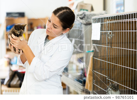 Young woman examining homeless kitten in animal shelter Young woman examining homeless kitten in animal shelter 98765101