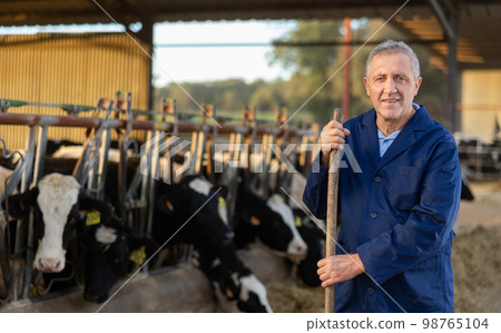 Experienced aged farmer posing near stall with dairy cows 98765104