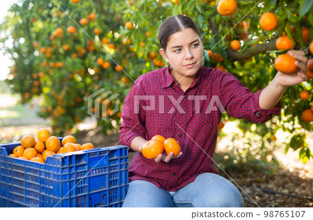 Positive busy young woman farmer worker harvesting local ripe tangerines in garden during sunny day Positive busy young woman farmer worker harvesting local ripe tangerines in garden during sunny day 98765107